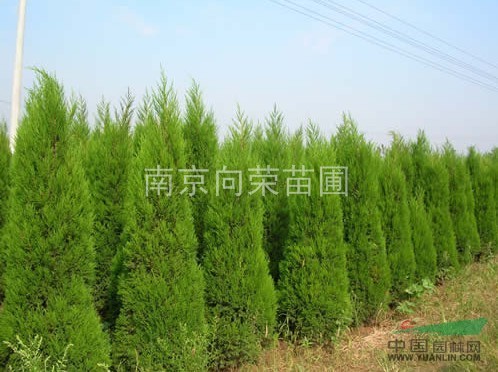 2013蜀檜價(jià)格資訊 蜀檜產(chǎn)地價(jià)格報(bào)價(jià) 湯泉苗圃蜀檜價(jià)格更新