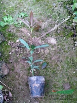 超低價供應(yīng)刨花楠杯苗
