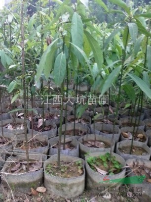 超低價供應(yīng)刨花楠杯苗