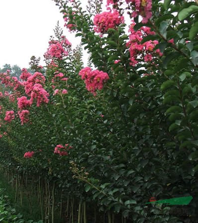 江蘇紫薇樹(shù)苗