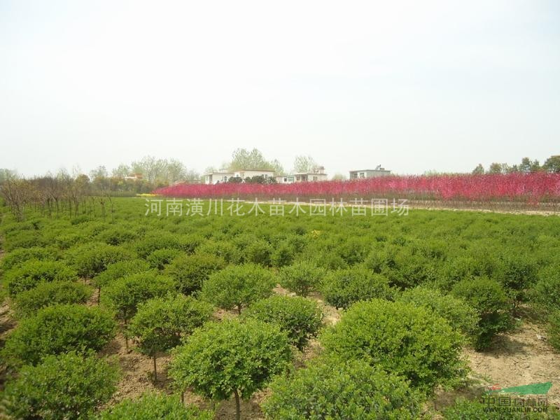 草坪價格、紅花草價格、蔥蘭價格、馬尼拉價格、馬蹄筋價格