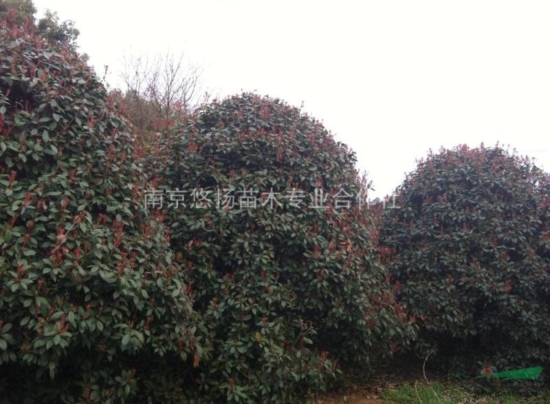 江蘇紅葉石楠球最新報價/紅葉石楠圖片