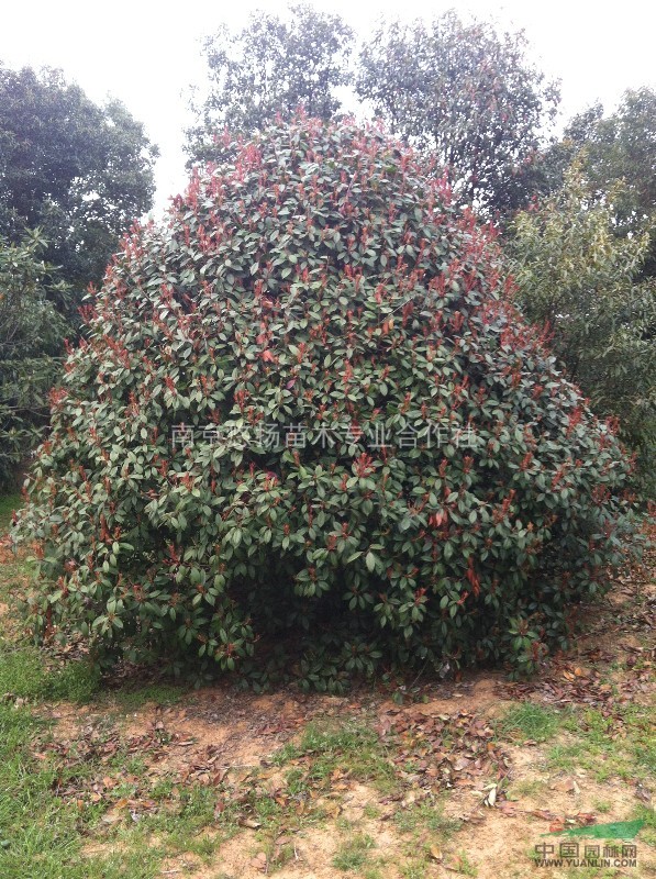 江蘇紅葉石楠球最新報價/紅葉石楠圖片