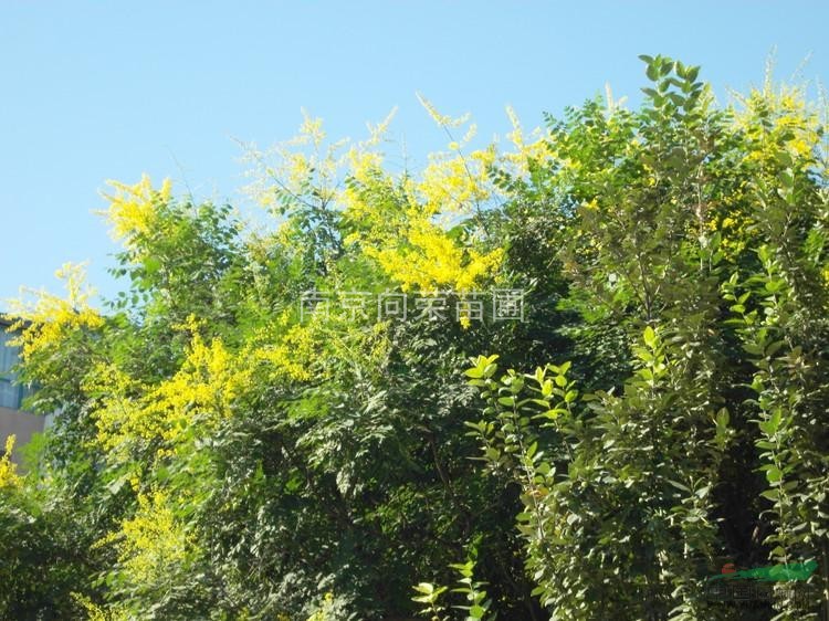 最新欒樹價格報價資訊 欒樹價格動態(tài) 江蘇南京欒樹價格行情