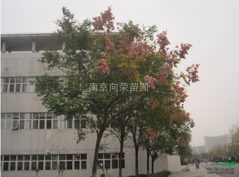 江蘇欒樹價(jià)格 欒樹樹苗價(jià)格 江蘇哪里欒樹價(jià)格最便宜？