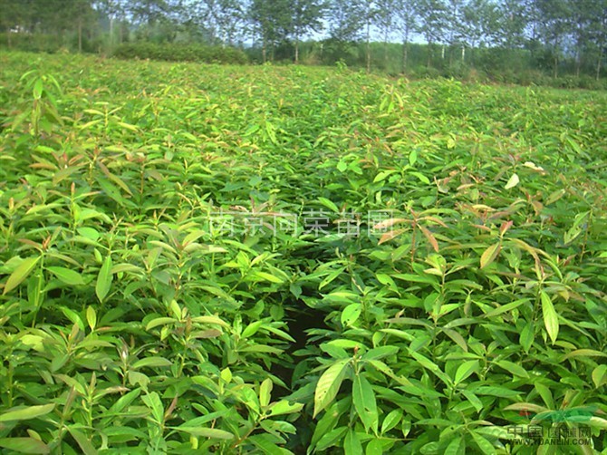 江蘇欒樹價(jià)格 欒樹樹苗價(jià)格 江蘇哪里欒樹價(jià)格最便宜？