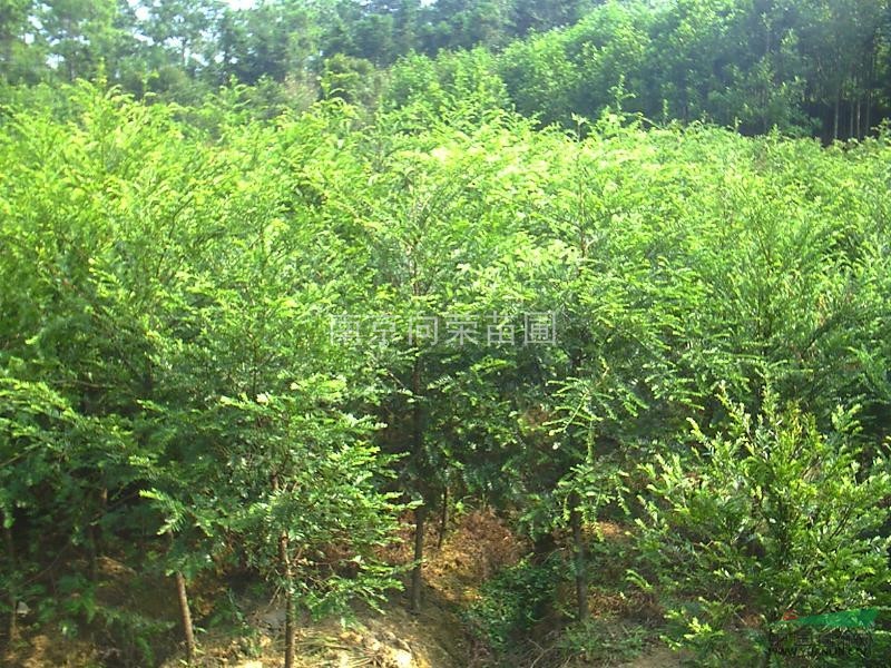 楓香供應銷批發(fā)售處提供楓香價格 楓香小苗價格 最便宜楓香價格