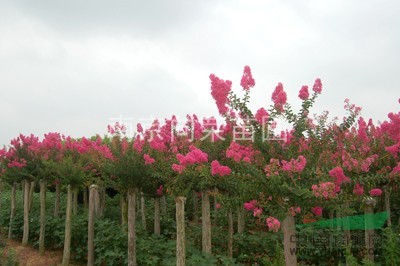 近期南京紫薇價格 湯泉紫薇價格 6公分紅花紫薇價格走勢怎樣？