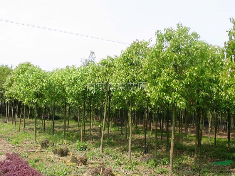 南京湯泉批量供應(yīng)香樟 香樟價(jià)格 雪松價(jià)格 紅葉石楠價(jià)格一覽表