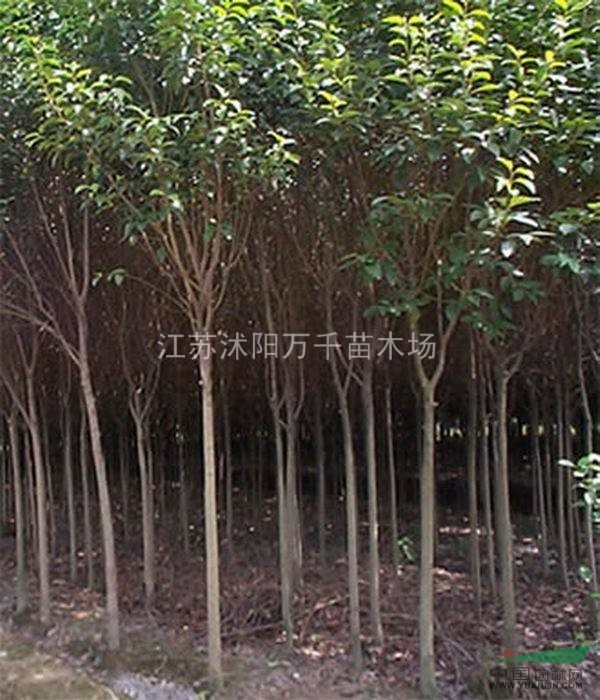 金葉女貞、小葉女貞、紅葉小檗、大小葉黃楊、龍柏、蜀檜