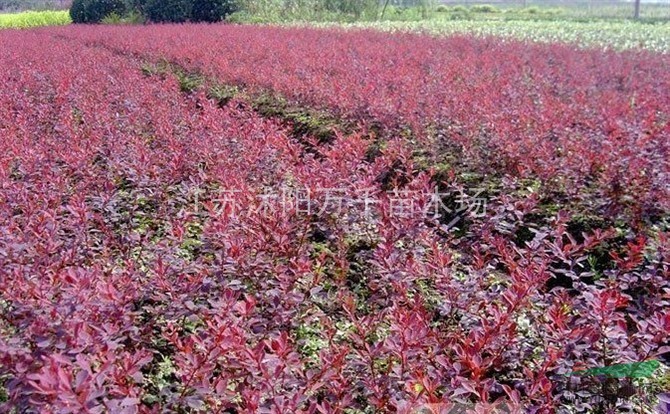 金葉女貞、小葉女貞、紅葉小檗、大小葉黃楊、龍柏、蜀檜