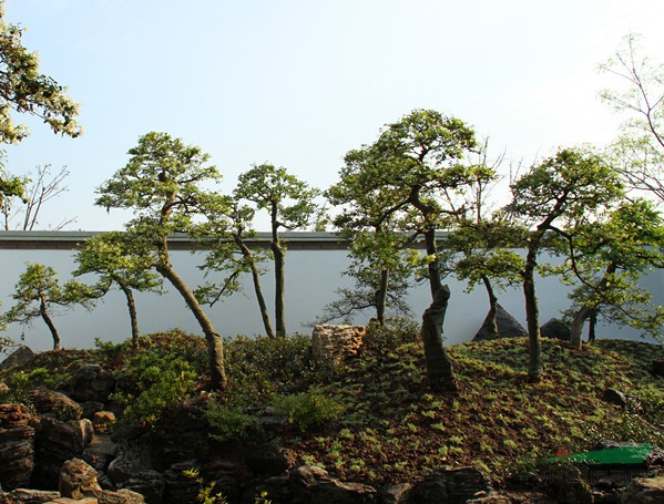 浙江檵木介紹