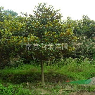 江蘇廣玉蘭價(jià)格 廣玉蘭小苗價(jià)格 江蘇哪里廣玉蘭價(jià)格最便宜？