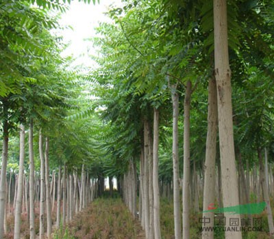 河南花木價格：移栽香樸樹,移栽無患子,移栽香樟,移栽楊梅