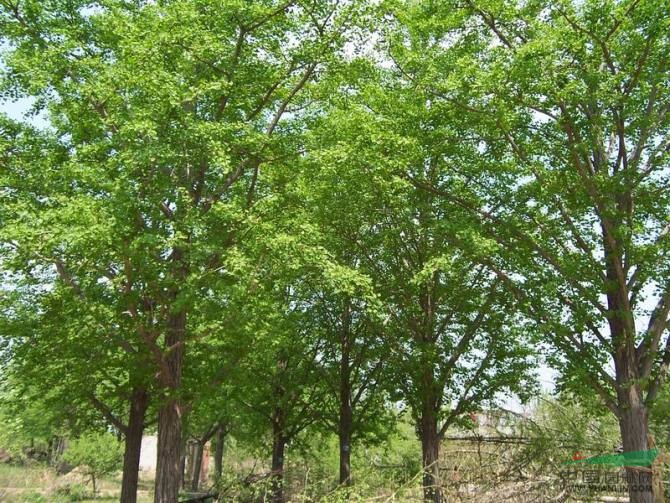 河南花木價格：移栽香樸樹,移栽無患子,移栽香樟,移栽楊梅