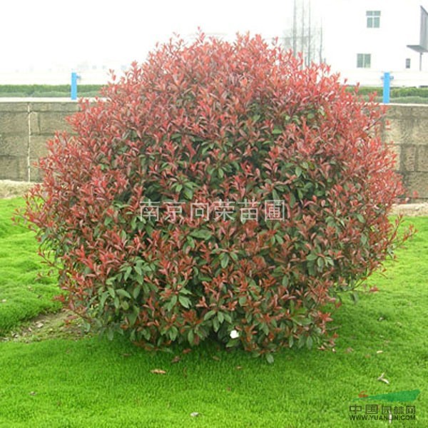 南京紅葉石楠基地提供冠幅50公分-200公分紅葉石楠球價格