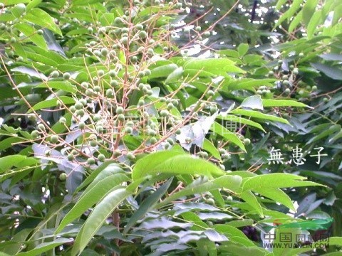 江蘇無患子價(jià)格 無患子樹苗價(jià)格 江蘇哪里無患子價(jià)格最便宜？