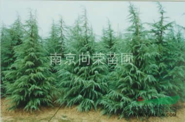 最新雪松價(jià)格資訊 湯泉雪松產(chǎn)地最低報(bào)價(jià) 10米雪松樹價(jià)格更新