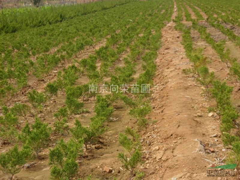 2013年最新湯泉龍柏價格動態(tài) 2米小龍柏價格 求購龍柏價格