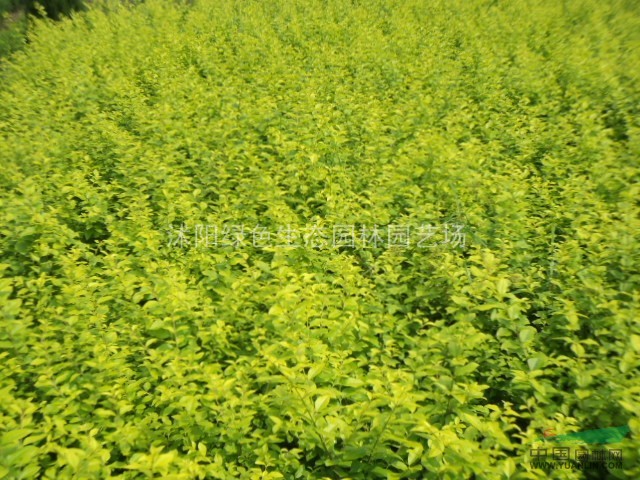 批發(fā)火棘.金葉女貞.小葉女貞.紅葉小檗.金邊冬青.塔柏.刺柏