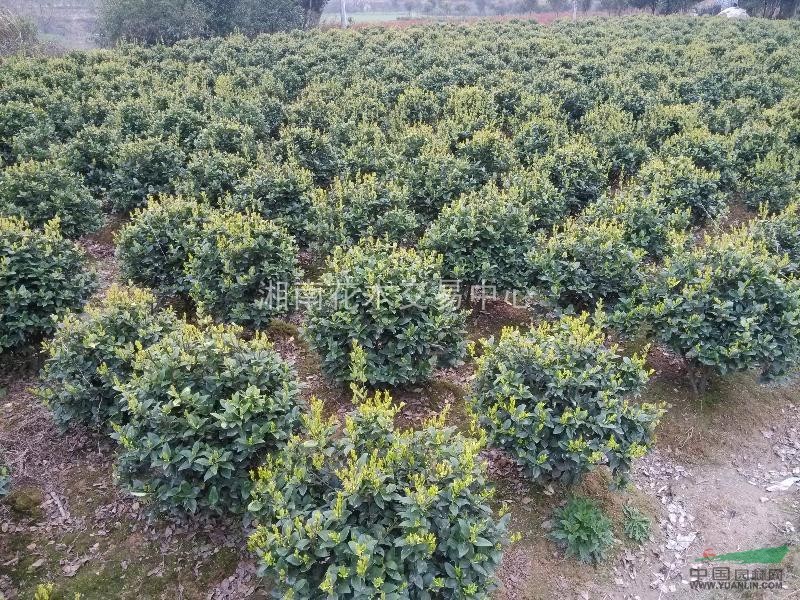 金森女貞、金葉女貞、長(zhǎng)沙金葉女貞、湖南金葉女貞、金葉女貞小苗