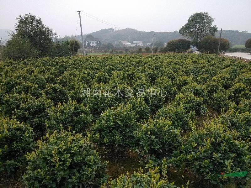 金森女貞、金葉女貞、長(zhǎng)沙金葉女貞、湖南金葉女貞、金葉女貞小苗