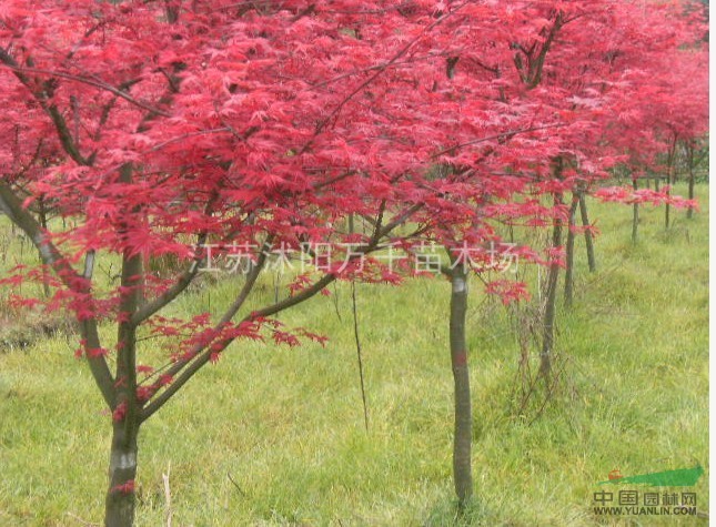 樱花、紫薇、红枫、垂丝海棠、西府海棠、红叶李