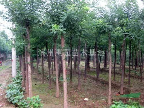 最新國槐價格/最新國槐報價/國槐價格調(diào)整