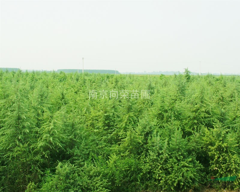 江蘇雪松市場(chǎng)價(jià)格 8米雪松樹價(jià)格信息 10米雪松價(jià)格最新動(dòng)態(tài)