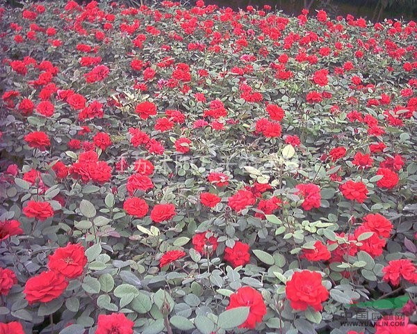 豐花月季 月季價格 月季圖片 大花月季 月季價格