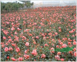 豐花月季 月季價格 月季圖片 大花月季 月季價格
