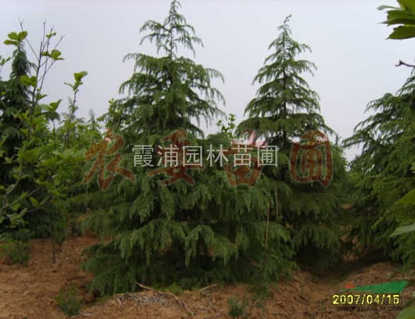 雪松產(chǎn)地的雪松價(jià)格趨勢(shì) 5米雪松價(jià)格動(dòng)態(tài) 雪松小苗價(jià)格行情