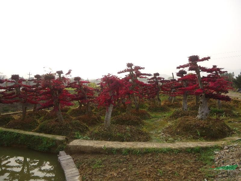 湖南紅花繼木古樁