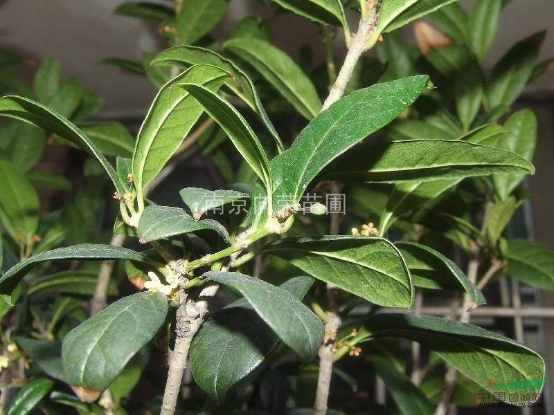 20113年桂花樹苗價格，地徑2公分-8公分8月桂花樹價格