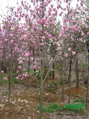 紅玉蘭 供應紅白廣玉蘭 出售各種規格玉蘭 金桂 五針松