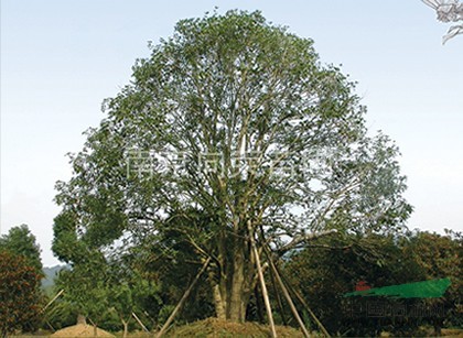 江蘇南京桂花樹基地，桿徑2-8公分桂花樹價格