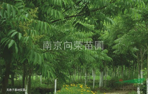 哪里無患子價格便宜？江蘇無患子種植培育基地常年提供