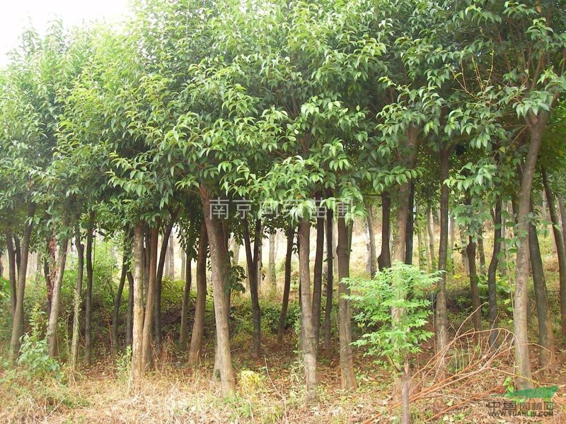 大葉女貞價格，大葉冬青價格，高桿女貞價格，高桿冬青價格表