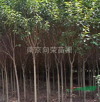 冬青樹(shù)培育基地供應5公分冬青樹(shù)價(jià)格，8公分冬青樹(shù)價(jià)格目錄