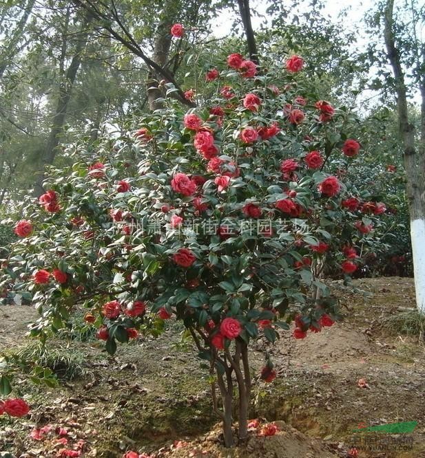 浙江地區(qū)最新供應(yīng)茶花