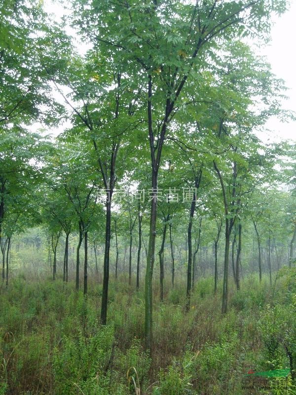 江蘇女貞培育基地大量出售大葉女貞有5-10公分秒殺價(jià)格信息