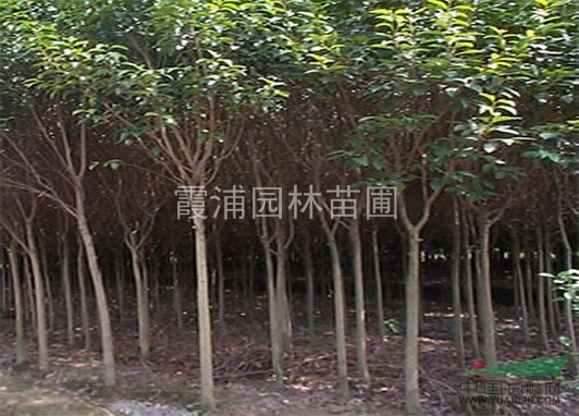 2013年優(yōu)質(zhì)冬青樹價格，四季常青的冬青樹價格，大葉女貞價格