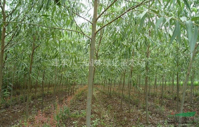 竹柳价格/竹柳图片