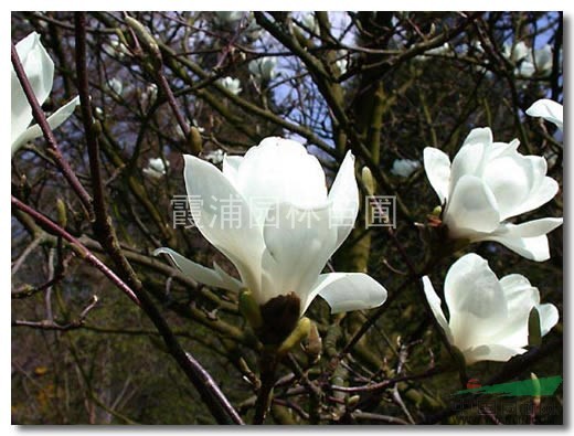 江蘇白玉蘭價(jià)格，白玉蘭樹(shù)苗價(jià)格，3公分以上的白玉蘭樹(shù)形好價(jià)格