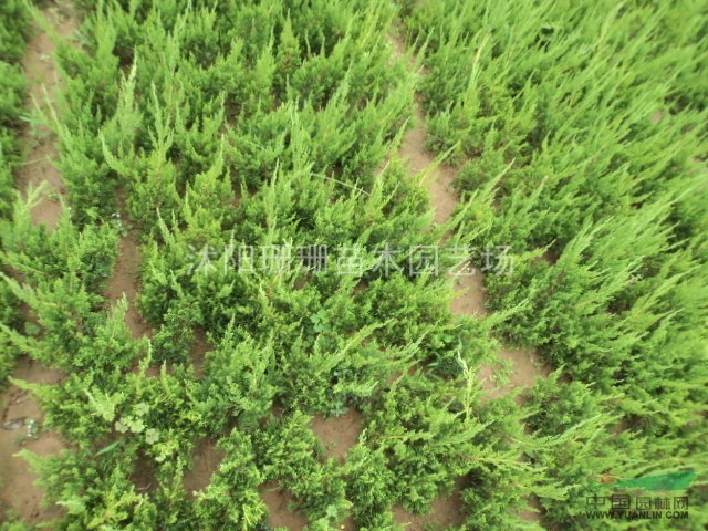 100萬龍柏甩賣.龍柏大戶價格便宜