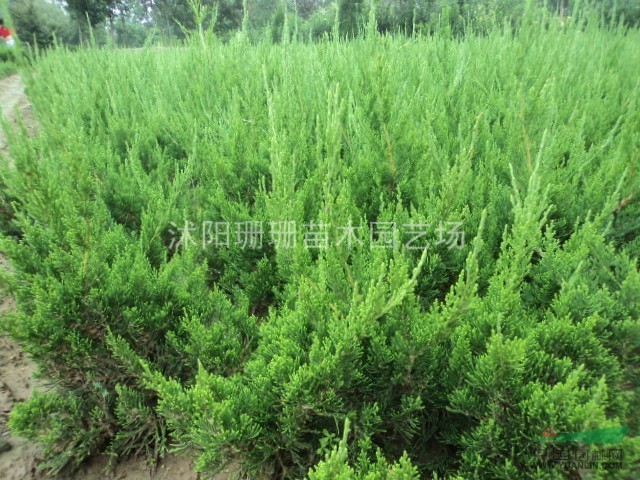 100萬龍柏甩賣.龍柏大戶價格便宜