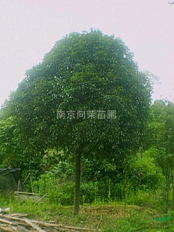 優(yōu)質(zhì)香樟價(jià)格批發(fā)報(bào)價(jià) 2016年江蘇地區(qū)香樟價(jià)格最新詳情咨詢