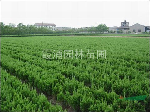 湯泉最便宜的龍柏價格是多少？3米龍柏價格銷售行情怎樣？