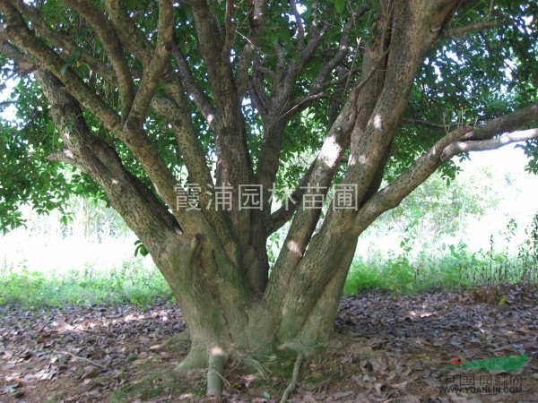 哪里有樹形好 價(jià)格低的桂花賣？這苗圃有你最滿意桂花樹價(jià)格答案