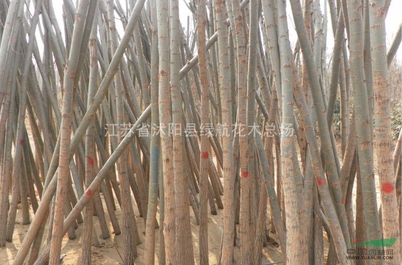 特售；紫薇，櫻花，木槿，雪松，垂柳，欒樹，銀杏，法桐，廣玉蘭